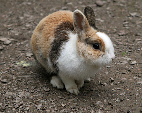 Konijn 1