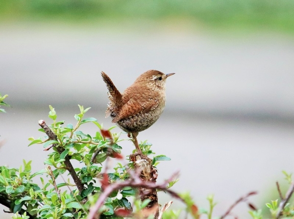 wjul21_miroslav_winterkoninkje