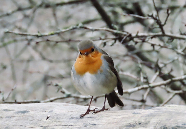 wfeb23 Jolanda X balijbos 