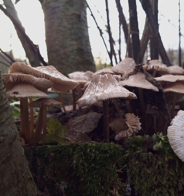 dec24 Ellis_van_der_meulen_Wijdse_Weide