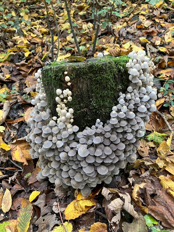 nov24 Cok_van_Aalst_WEsterpark