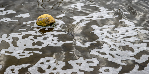 P_Nicolaas_Strand_Zoetermeerseplas