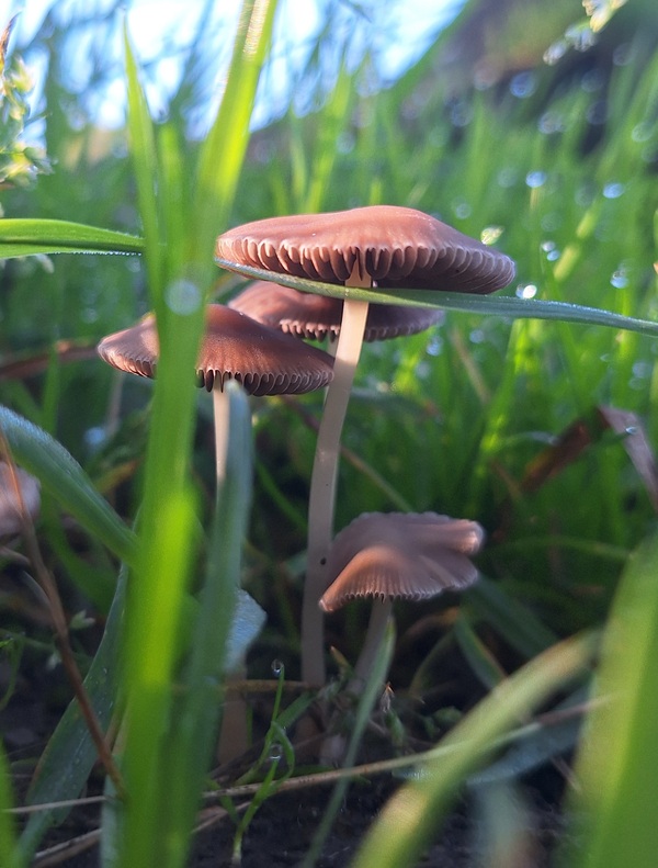 nov24_Ellis_van_der_meulen_Wijdse_Weide_paddestoel