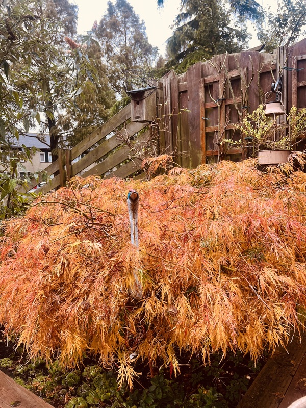 nov24_Ellis_van_der_meulen_Wijdse_Weide_paddestoel