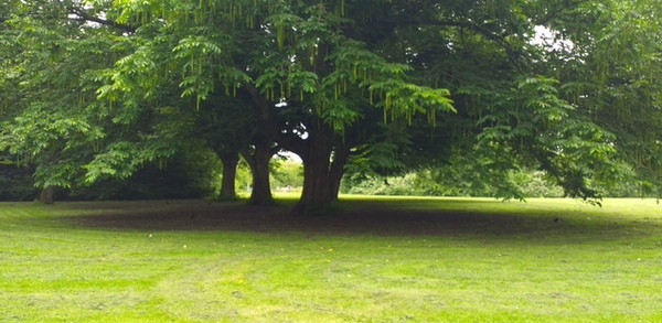 sep24 Jacqueline_van_den_Steenhoven_Binnenpark