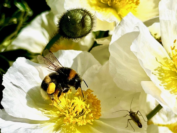 wjul24 Edith_Hogeveen