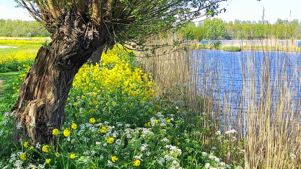 jun24 Annie van Opijnen Zoetermeerse plas 1