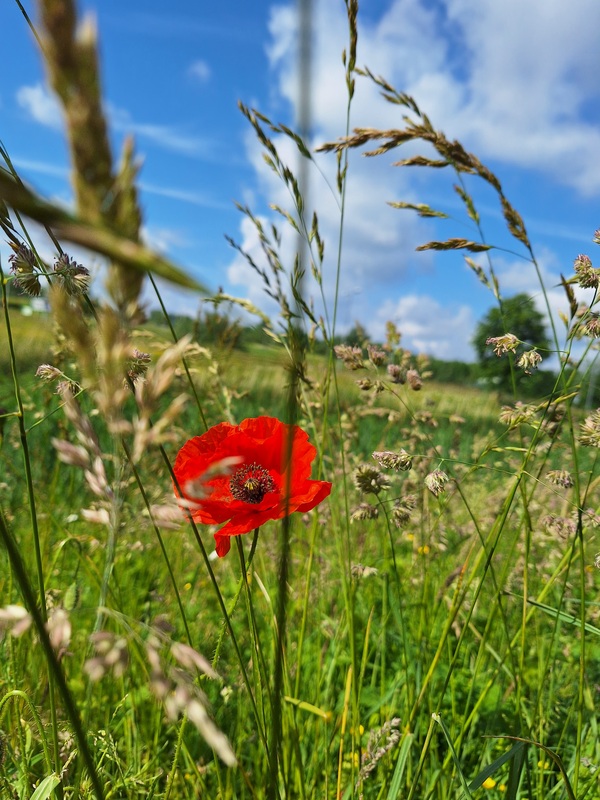 jun24 Ellis_van_der_meulen