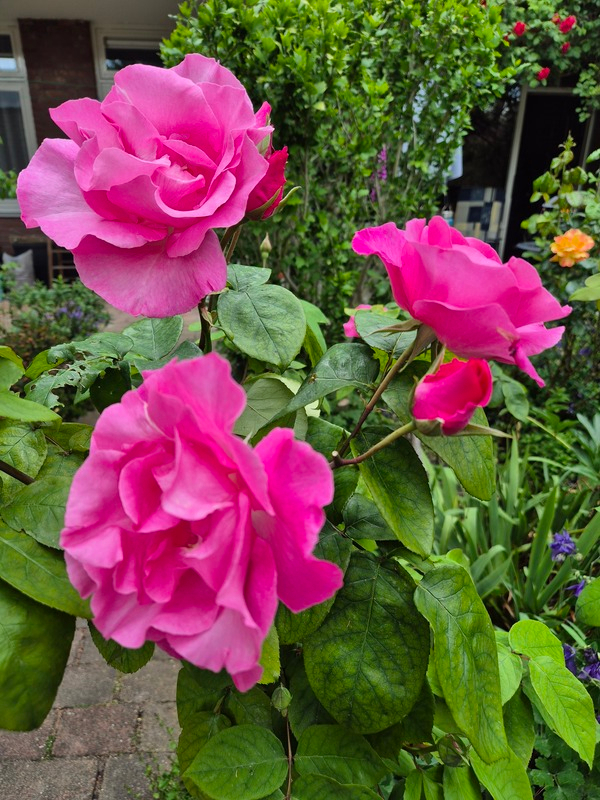 wjun24 Frank Blom Slootdreef Seghwaert