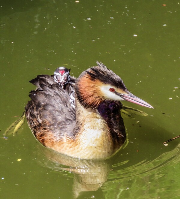 wjun24 Jolanda_X_nieuw_leven_in_Zoetermeer