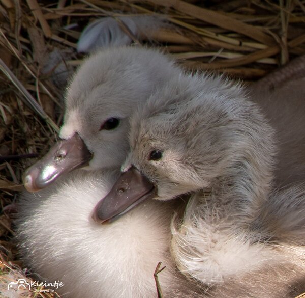 wjun24 Marga_Krijgsman_rokkeveen_Weerspiegelling