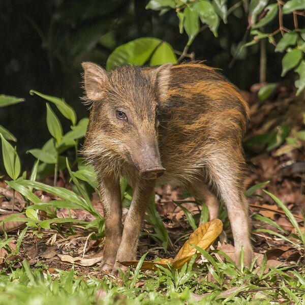 1024px Wild boar Sus scrofa vittatus juvenile wikimedia commons