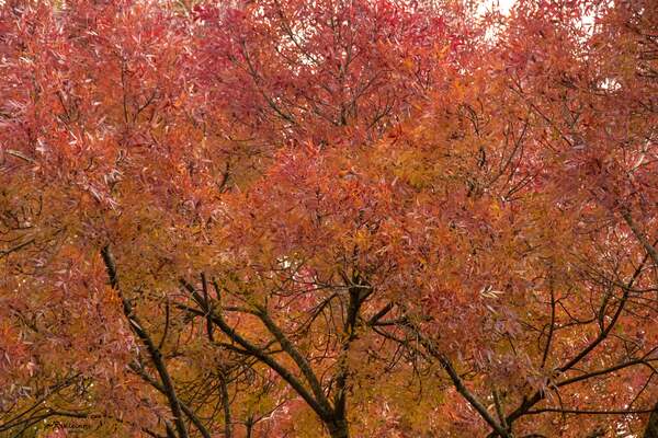 nov25 rianne veeninga