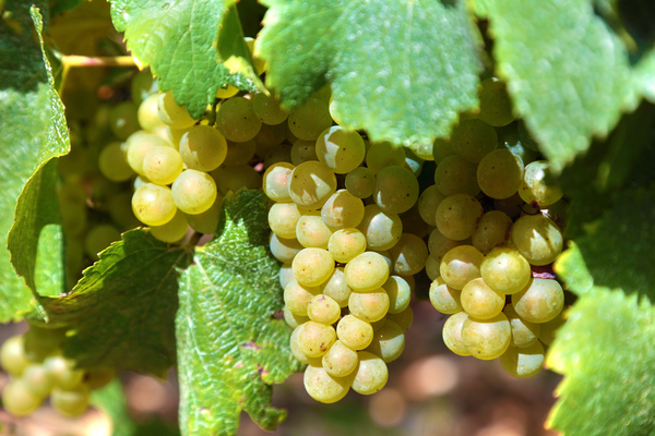 Chardonnay grapes for white wine growing in a vineyard in the Burgundy region of France
