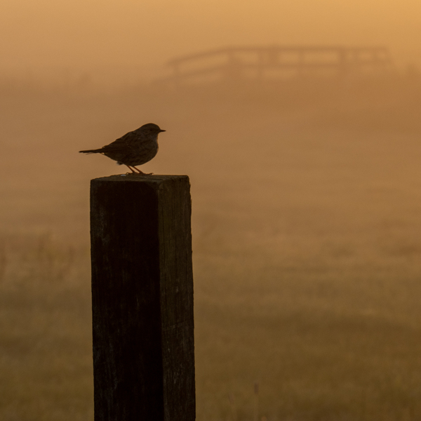 sep25 Nicolaas_Buytenpark