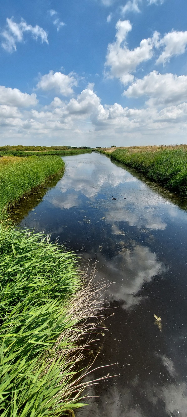 wsep25_Monique_v_Amstel-Vliegen_Bentwoud