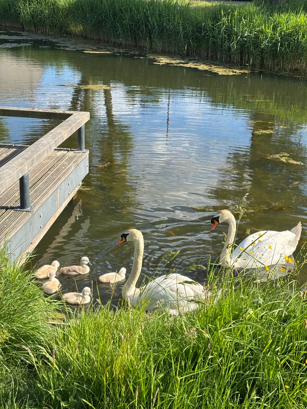 aug25_Petra_Kappeyne_familiegeluk_in_Rokkeveen