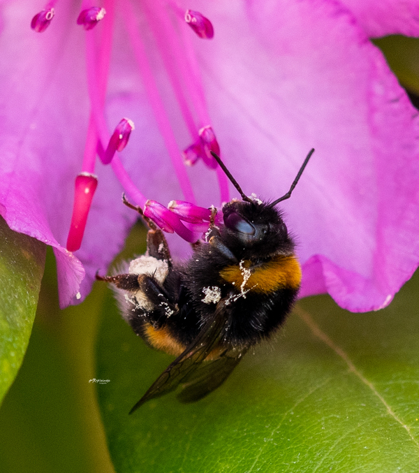 aug25_Rianne_Veeninga