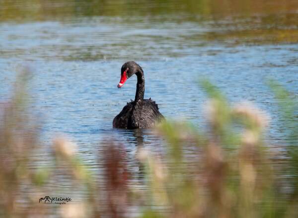 jul25_Rianne_Veeninga