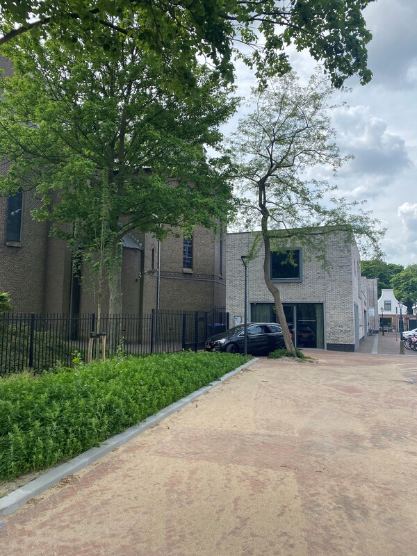 boom nicolaasplein christ van Gestel