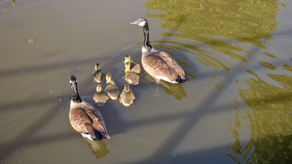 jun25 Diana Noordermeer Canadeze ganzen in Rokkeveen