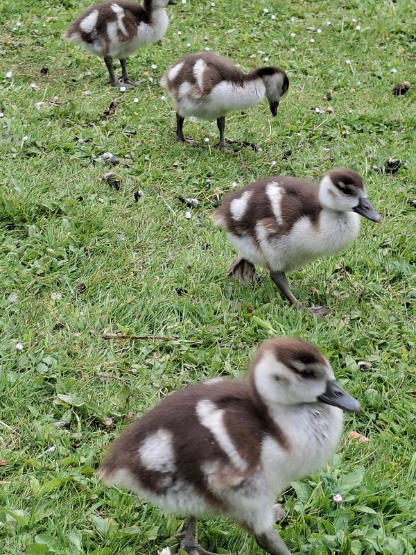 wjun25 Patricia_van_der_Linden_Van_Tuyllpark