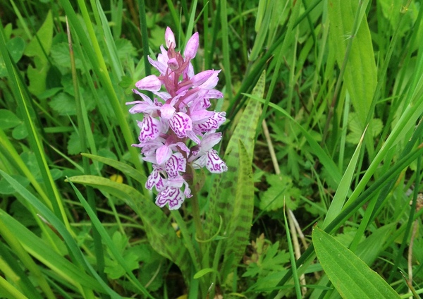 Brede orchis