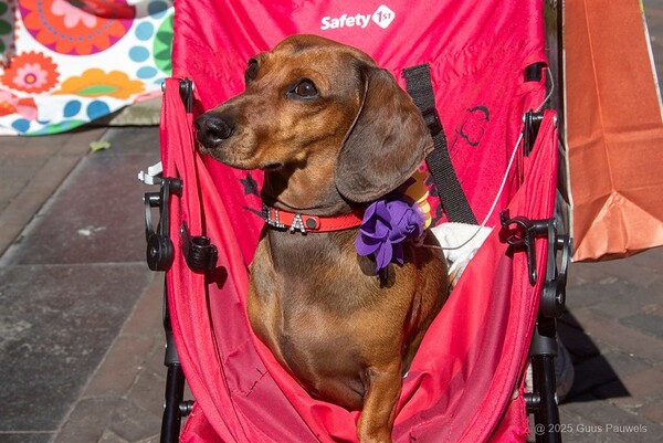 Teckeldag Guus Pauwels2