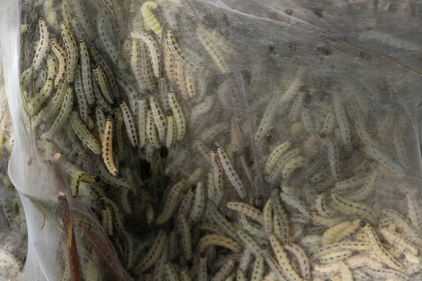 boom met rupsen P Nicolaas