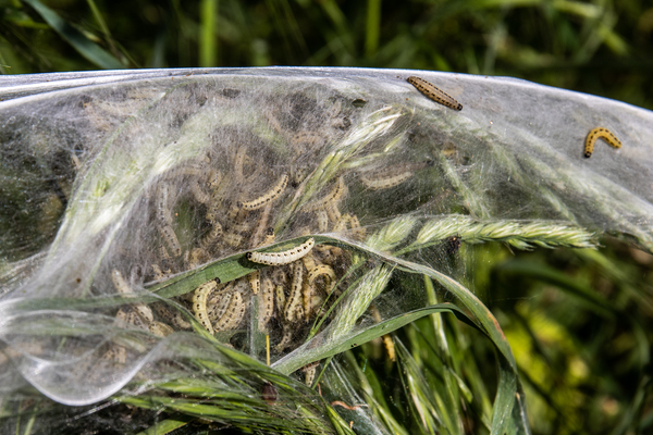 gras met rupsen P Nicolaas