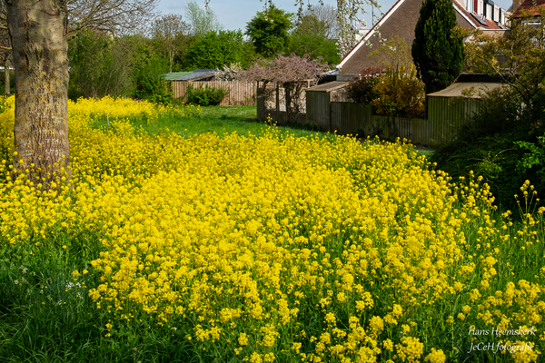 mei25 Hans_Heemskerk_Meerpad
