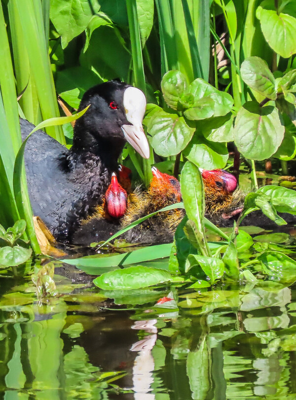 mei25 Jolanda_X_waterhoen_met_jong