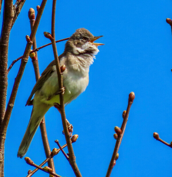 mei25 jolanda elderbroek grasmus zingt hoogste lied