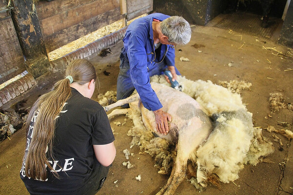 schaapscheerfeest Buitenbeest3