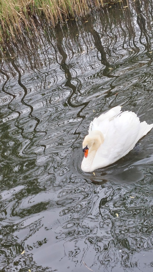 wmei25 Monique_v_Amstel-Vliegen