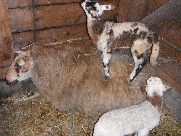 mz speelboerderij buitenbeest 11 za