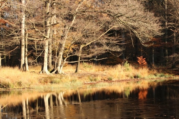 Alferbos foto Witte Meer in Alpherbos