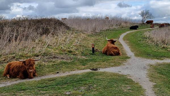 Schotse hooglanders buytenpark Kwaliteitsteam Buytenpark