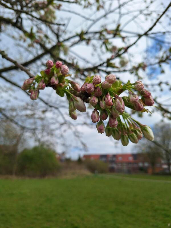 apr25 Ellis van der Meulen Wijdse Weide 