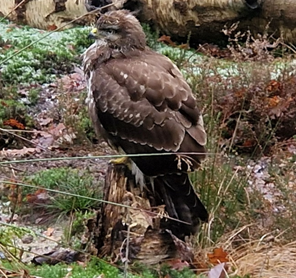 buizerd Winfried van Meerendonk