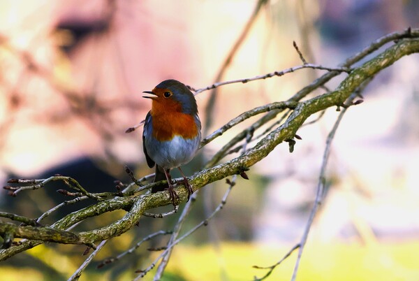 wapr25 miroslav buhac