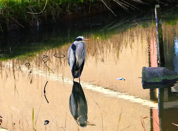 wapr25 miroslav_buhac_blauwe_reiger