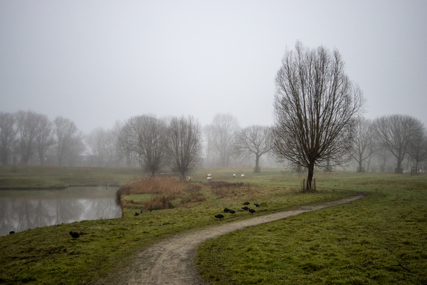 feb25 P_Nicolaas_Wijdse_Weide