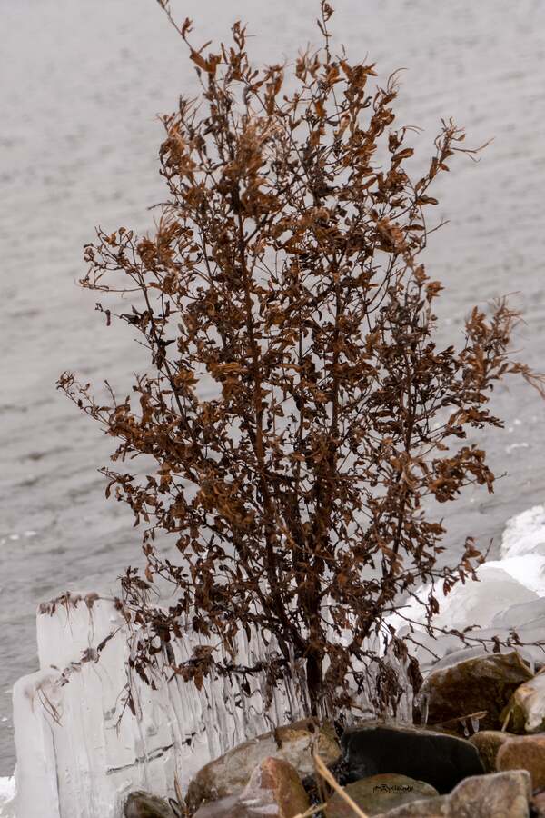 feb25 Rianne_Veeninga_n3mp_ijspegelboompje