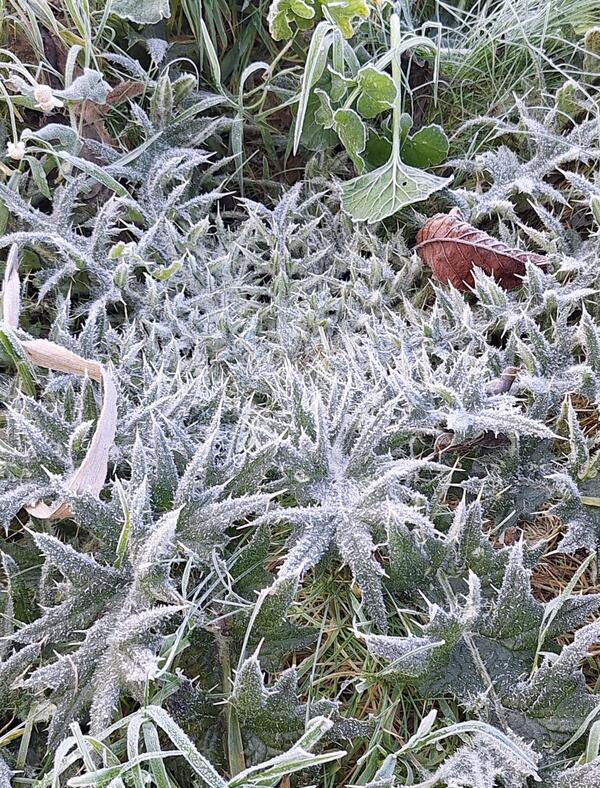 wfeb25 Ellis_vd_Meulen_Wijdse_weide