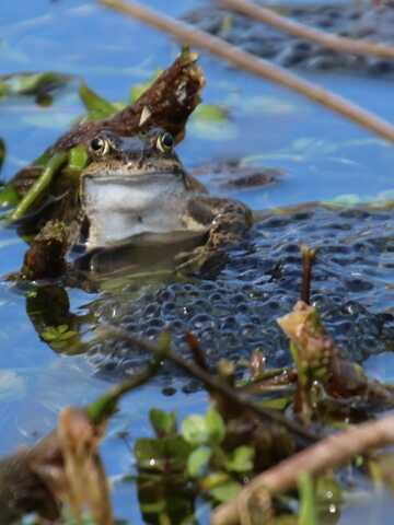Kikkerdril gemaakt door Annemarie Goudriaan 2025