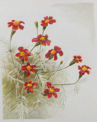 afrikaantjes Joke Meijer