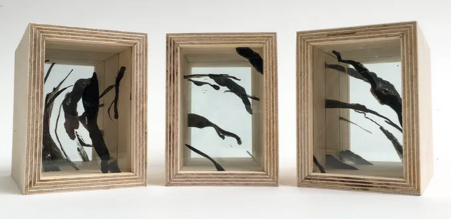 schreeuw van de meerkoet