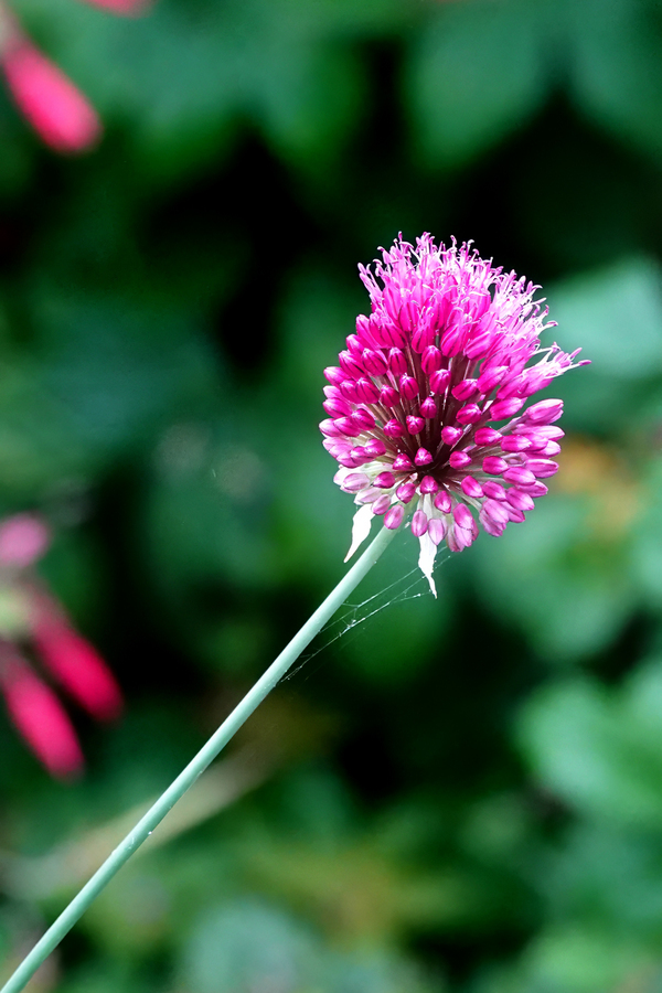 DSC02096a w