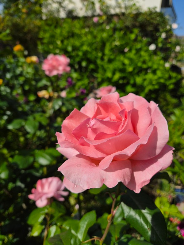 Foto van de week